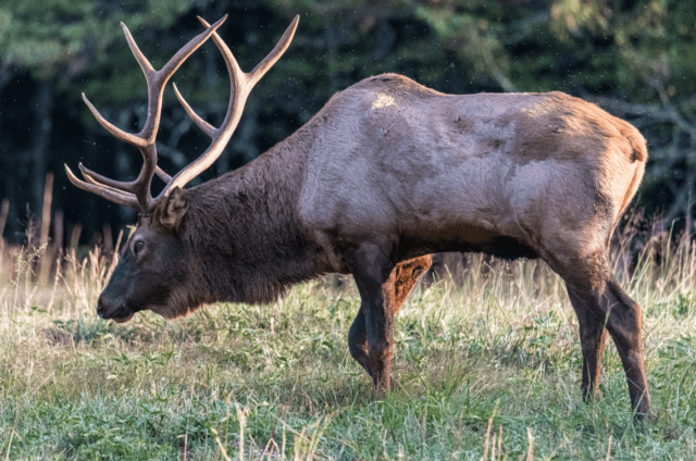 elk